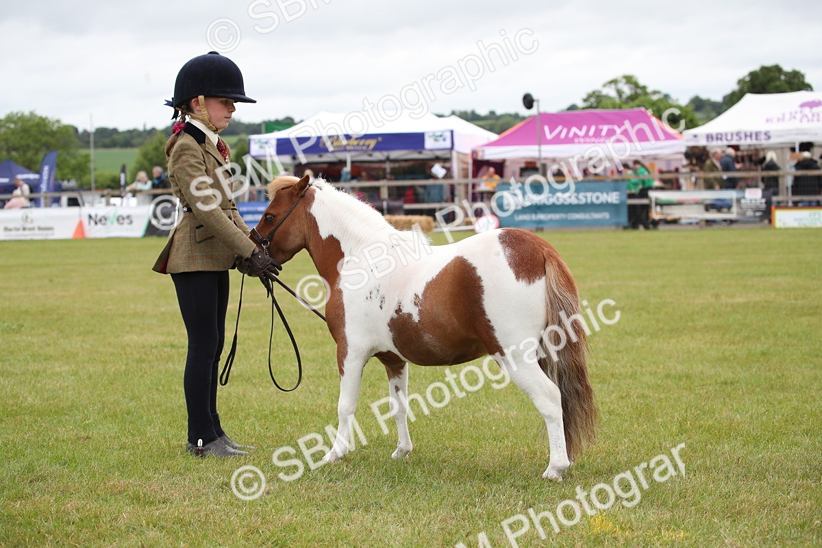 SBM_03949 - Class 23-25 - British Miniature Horse of the Year