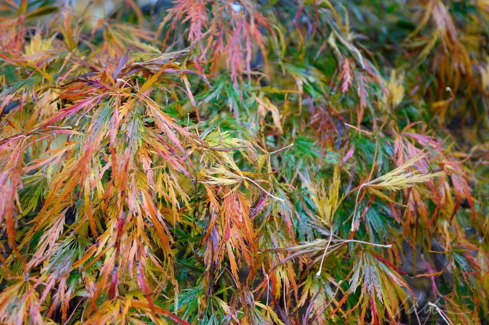DSC_4049 - Autumn