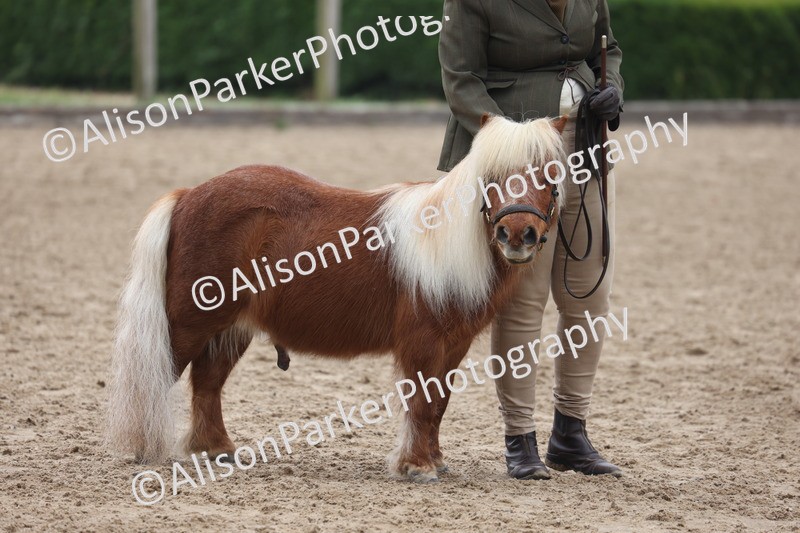 20260504-0532 - Class 4 - Minitures and Shetlands