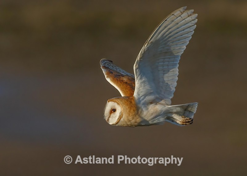 Astland Photography, Bird and Wildlife Images, Susan and Peter Wilson, U.K.