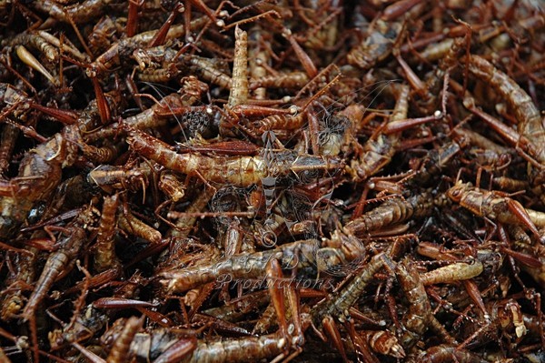 Roasted Grasshoppers - Bangkok, Thailand - EVERYTHING  ELSE