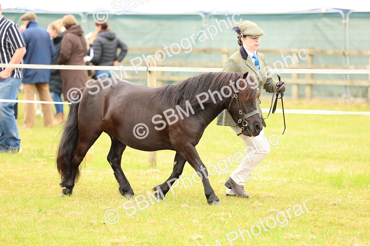 SBM_04327 - Class 64-67 - Shetland Pony In Hand