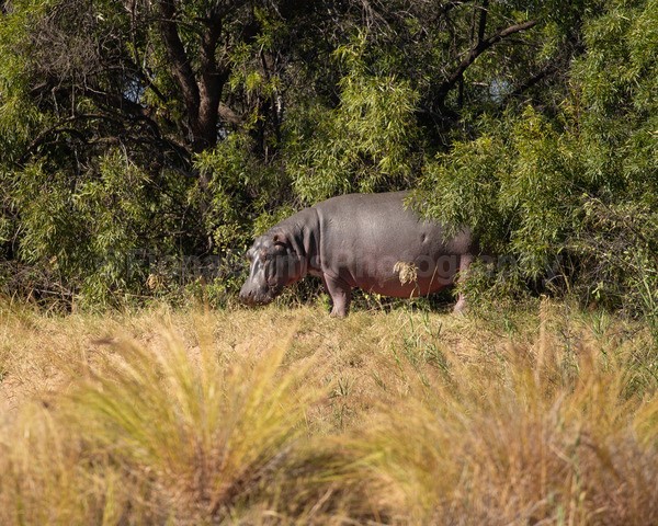 safari-331 - African Wildlife