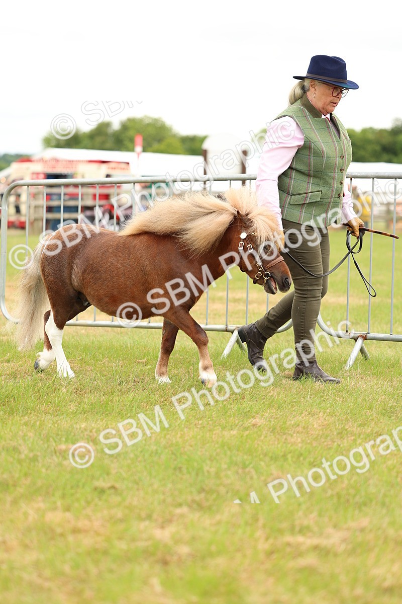 SBM_04426 - Class 64-67 - Shetland Pony In Hand