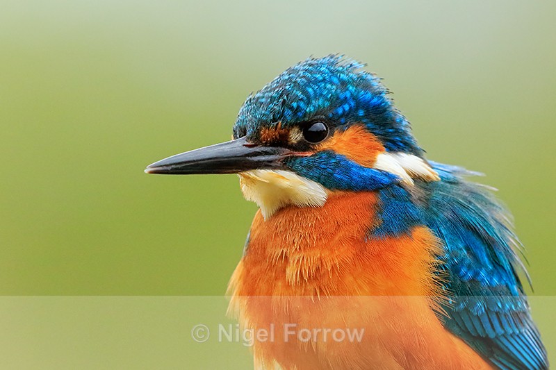 Kingfisher (male) close-up, Scotland - Kingfisher