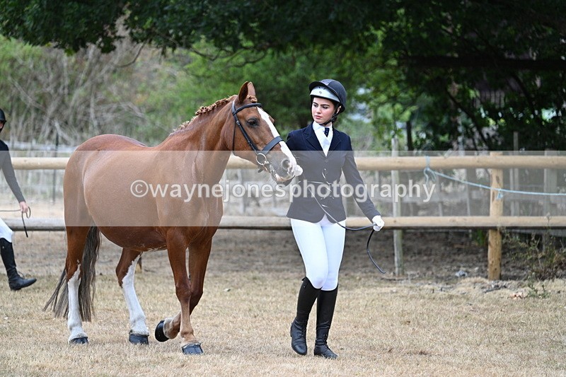 WJ7_8653 - Class 4a Prettiest Mare 14.2hh and over