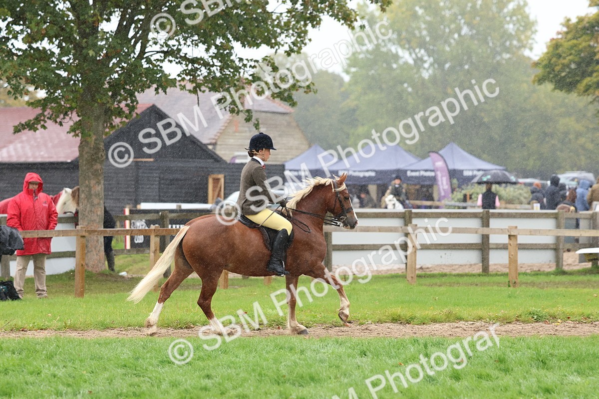 SBM_69695 - S62 - Mountain & Moorland Ridden Large Breeds