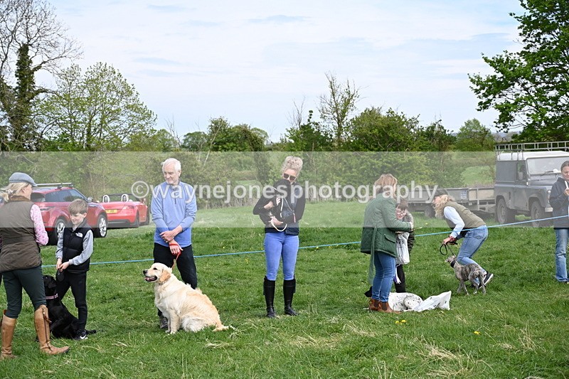 WJ6_9135 - Class 8 Best Working / Gun Dog or Bitch