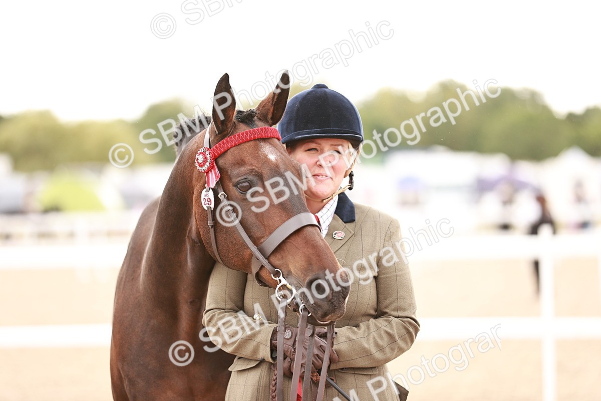 SBM_16216 - Class412 - Handsome Gelding (IH  or Ridden) Adult