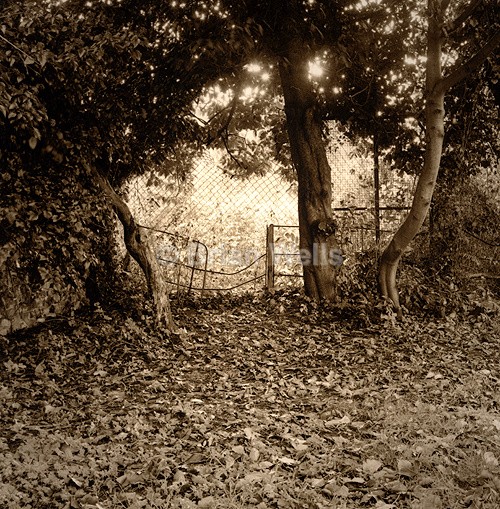 Fenced Off Fence - Limited Editions