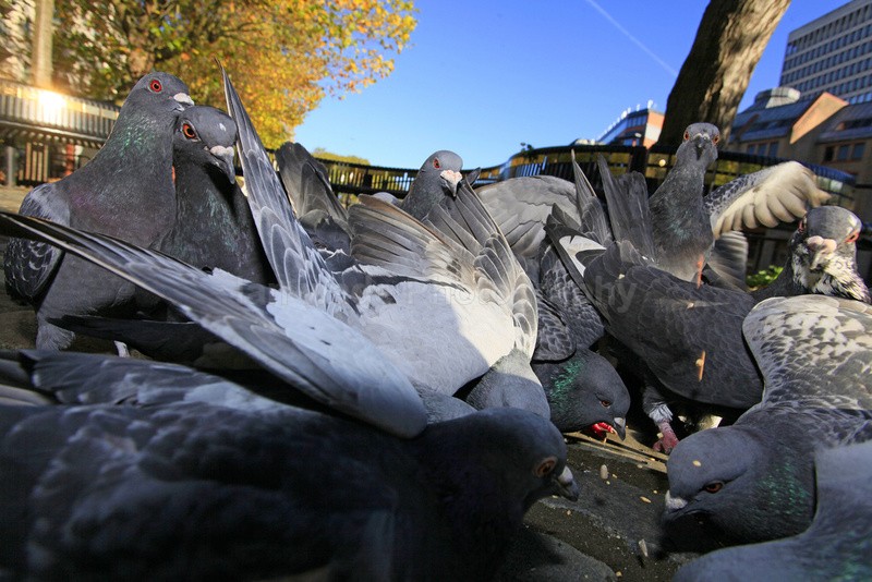 Pigeons in Bristol city centre_0094 - UK and International Urban Wildlife