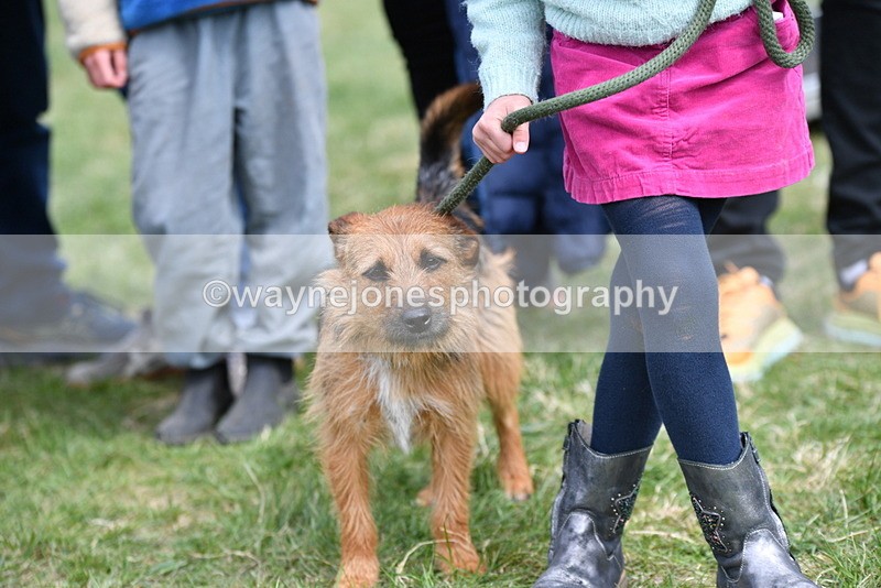 WJ5_0512 - Class 7 Best Terrier