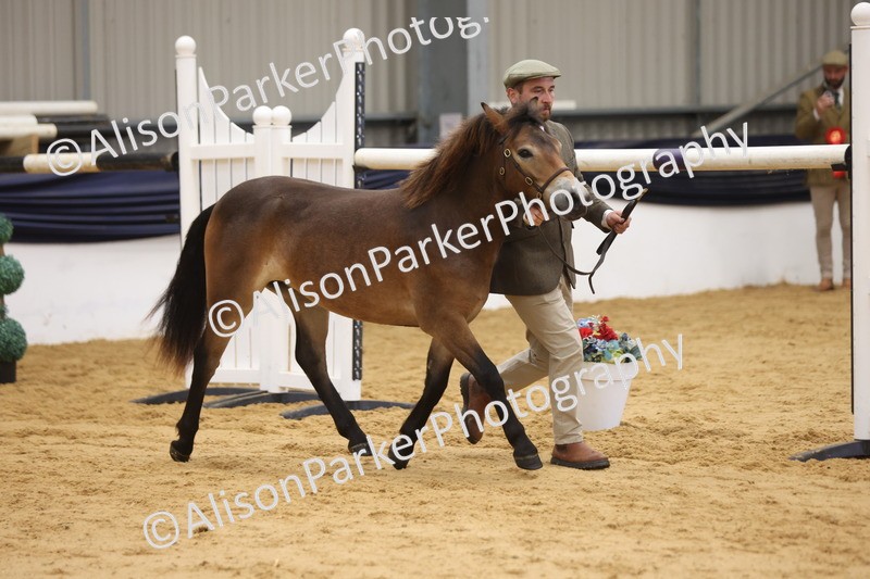20260913-1277 - Class 113 - Yearling