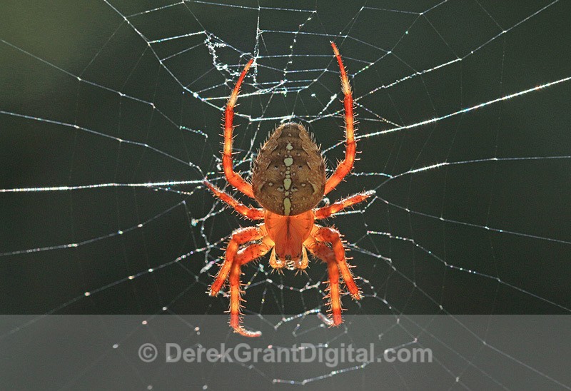 Araneus diadematus - Spiders of Atlantic Canada