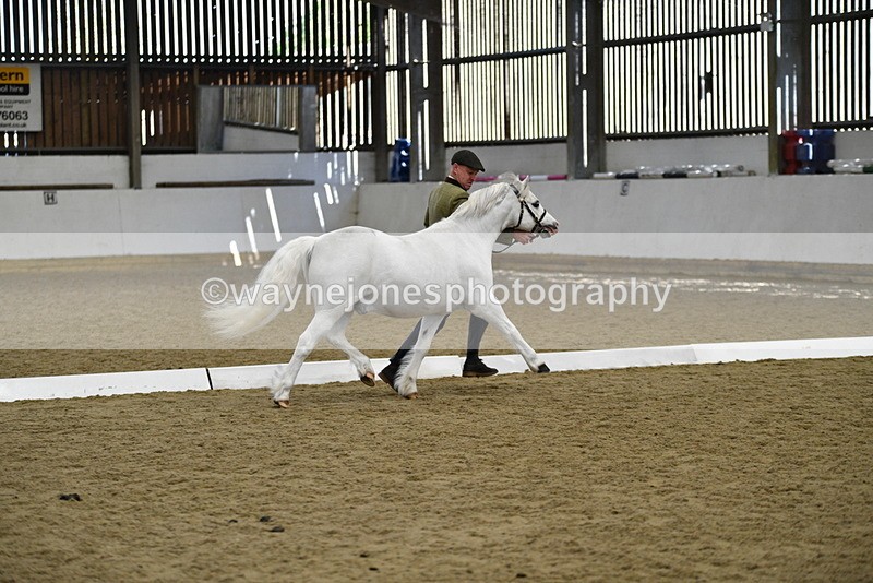 WJ5_5348 - Class 4 In hand M&M - small breeds