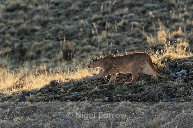 Female Puma stalking, late afternoon light, Torres del Paine, Chile - Puma