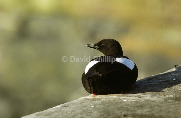 Black Guillemot - Birds