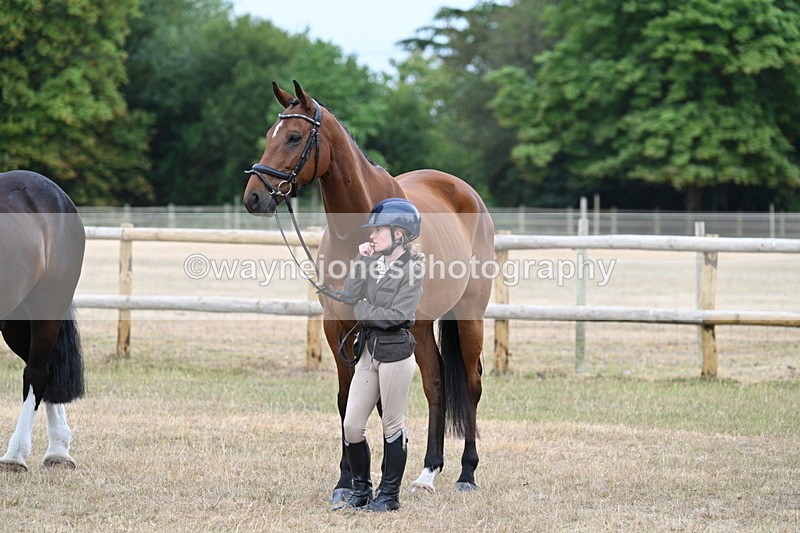 WJ7_0029 - Class 5a Most Handsome Gelding (above 14.2hh)