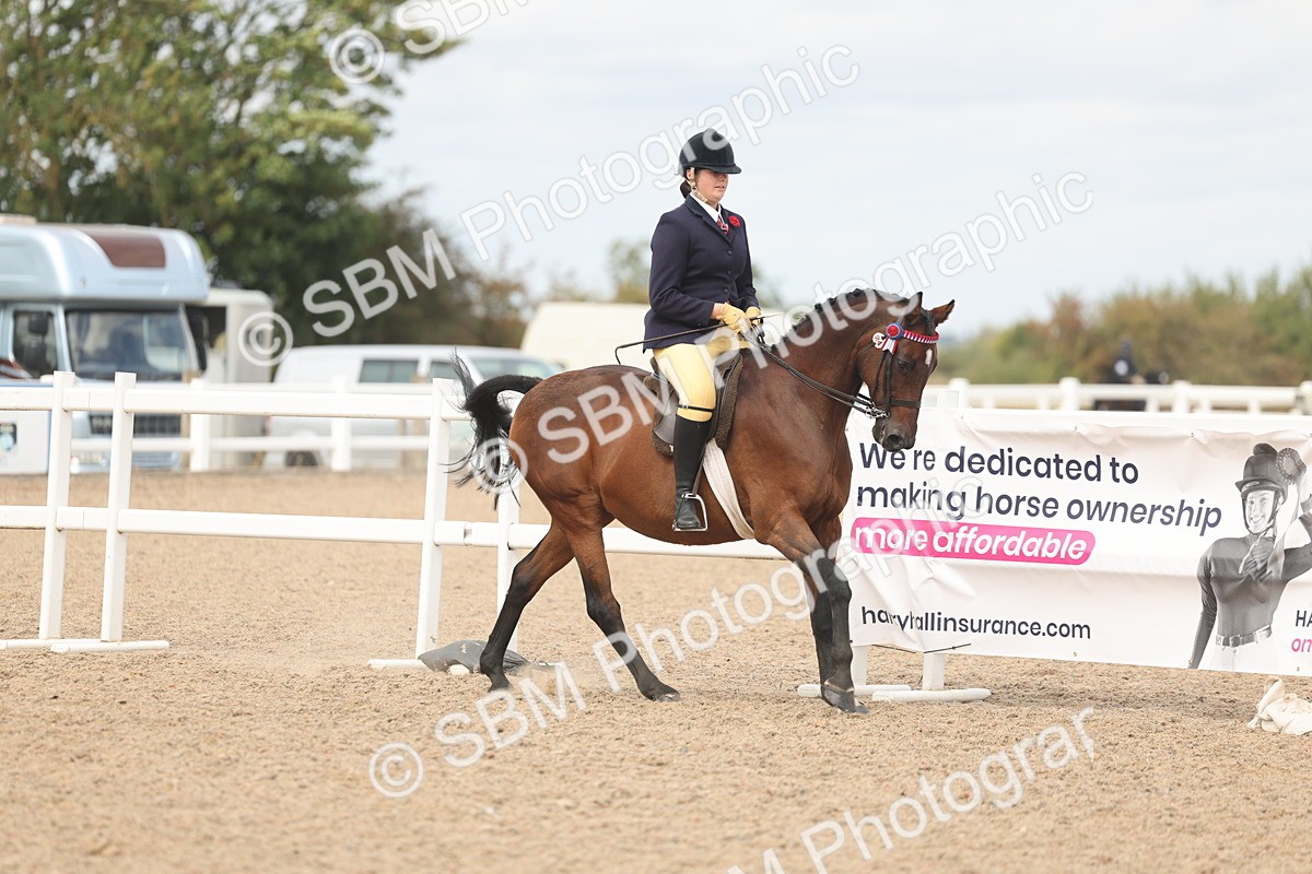 SBM_15990 - Class 311 - Ridden Show pony-Show hunter Pony