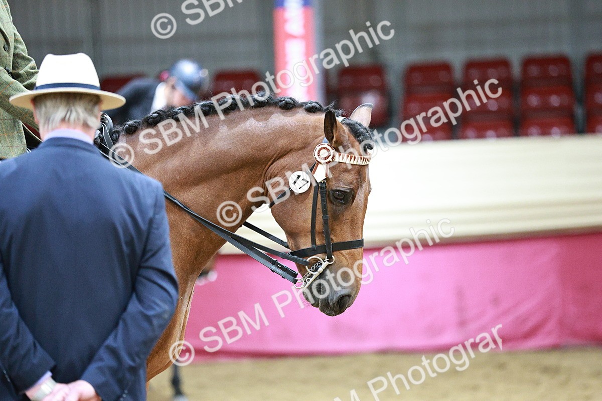 SBM_03534 - Class 6A Area Ridden Pre-Vet
