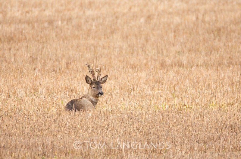Roe Deer - Deer