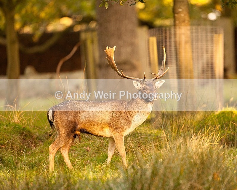 20111022-_MG_6726 - Fallow Deer