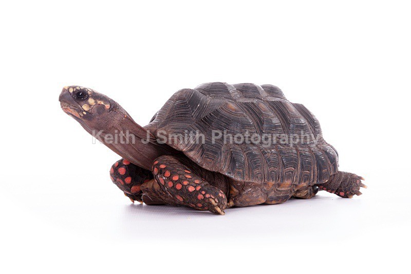 7SKJ4288 - Roaming Reptile Show III