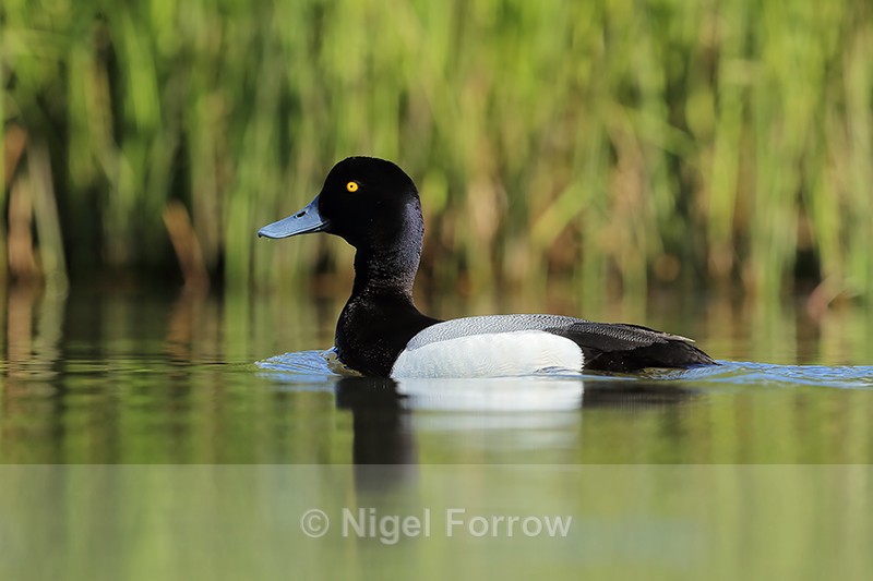 Scaup (male), side view, Iceland - Scaup