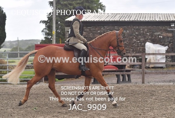 JAC_9909 - CLASS 3 Intermediate Working Hunter (0.70m - 0.85m)