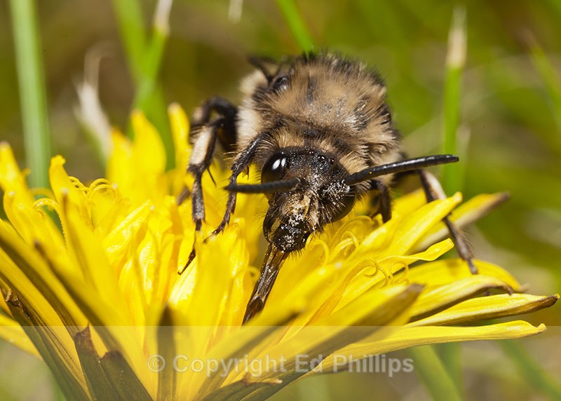 Melecta albifrons - Melecta albifrons
