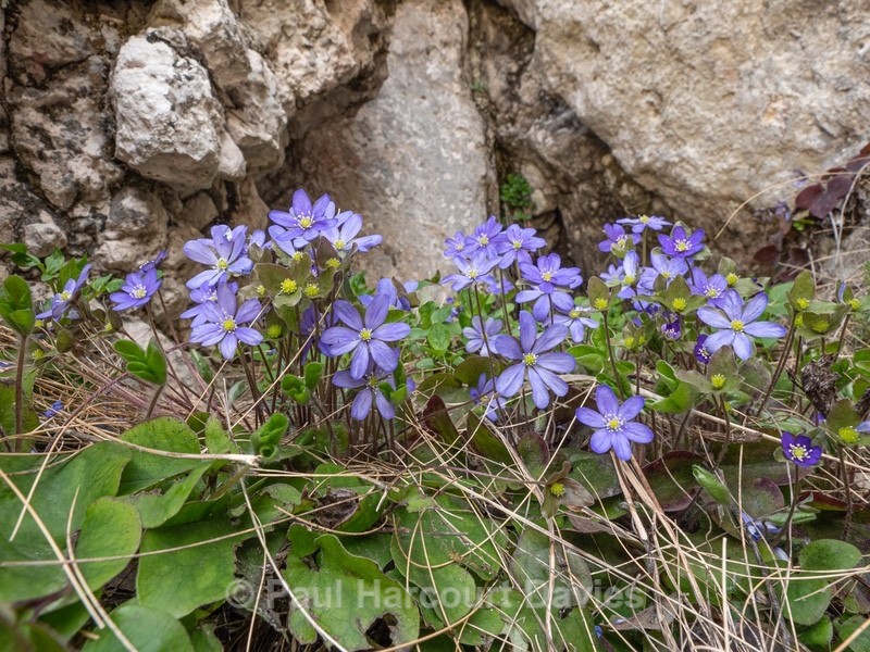 Hepatica (Hepatica nobilis also H. triloba and Anemone hepatica) - Flower Portraits