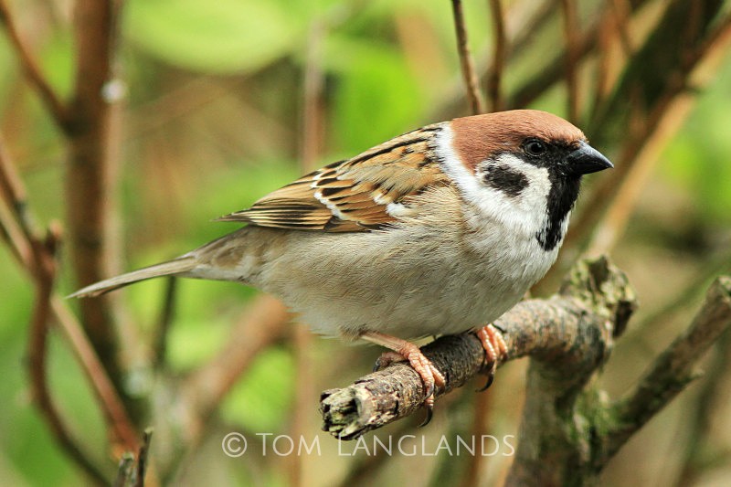 Tree Sparrow - All Other Birds