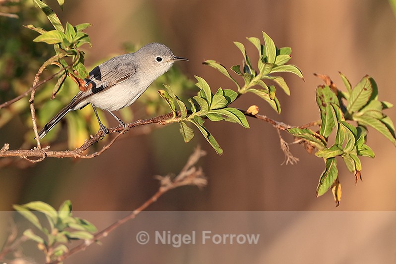 Blue-grey Gnatcatcher, Viera Wetlands, Florida - Blue-grey Gnatcatcher
