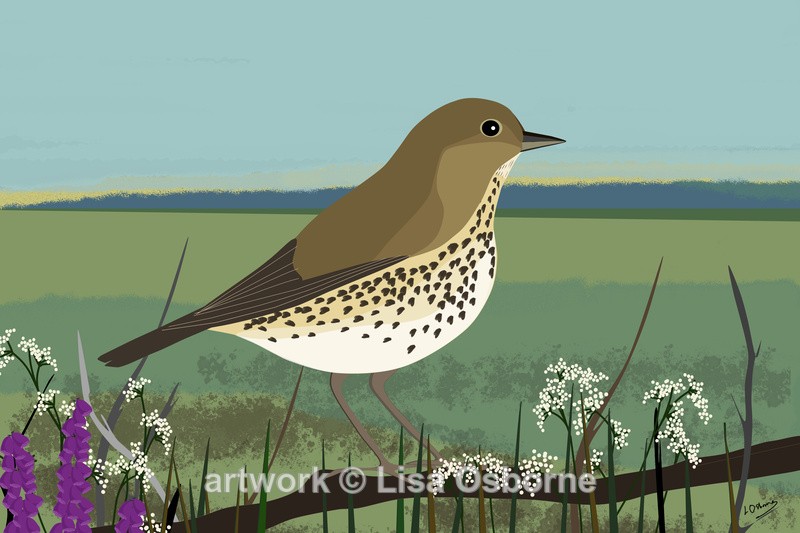 Song thrush - DIGITAL ARTWORK