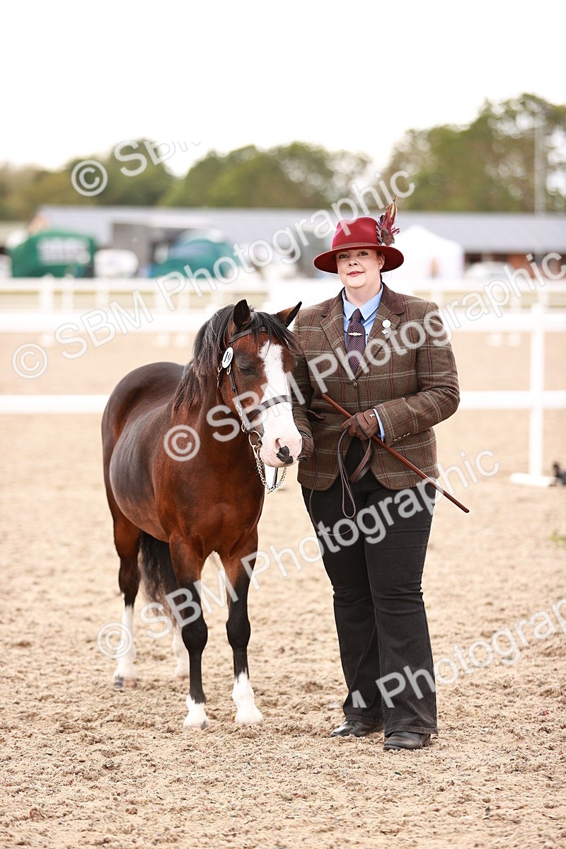 SBM_16197 - Class412 - Handsome Gelding (IH  or Ridden) Adult