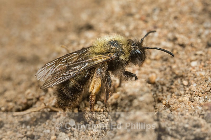 Andrena barbilabris (f) - Andrena barbilabris