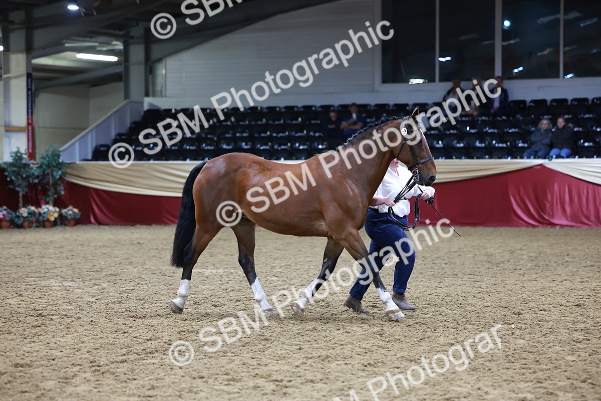 SBM_20492 - Class G - IH Large (over 148cm)Champ