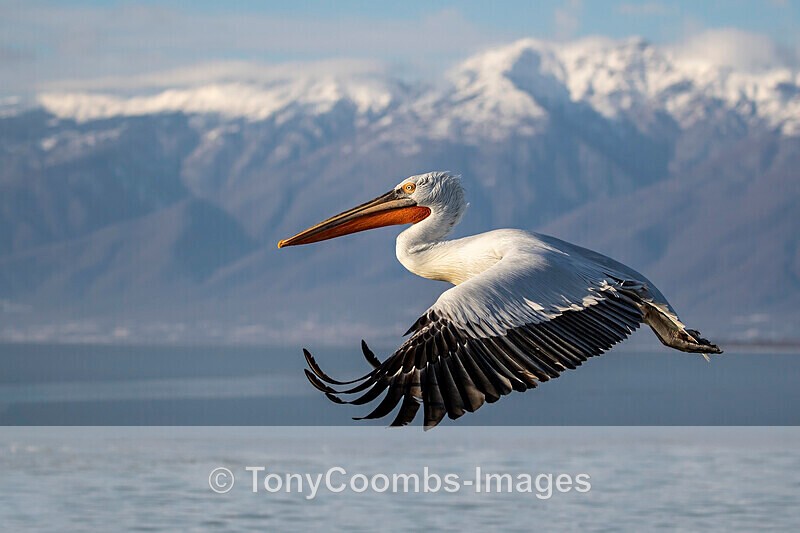 Dalmatian Pelican - Lake Kerkini