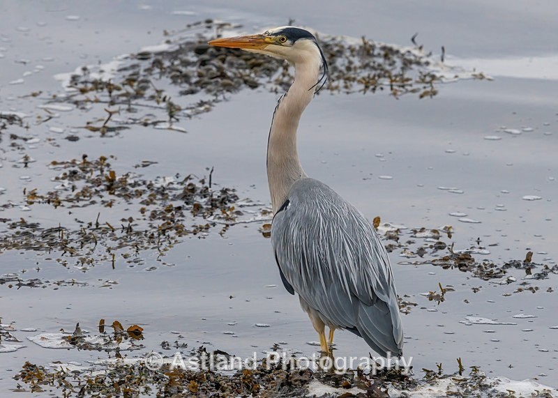 Heron - Latest Images