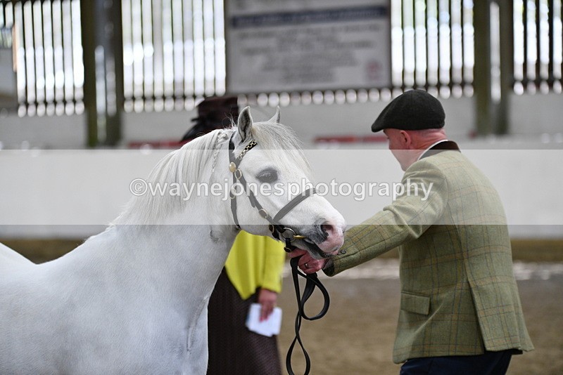 WJ5_5313 - Class 4 In hand M&M - small breeds