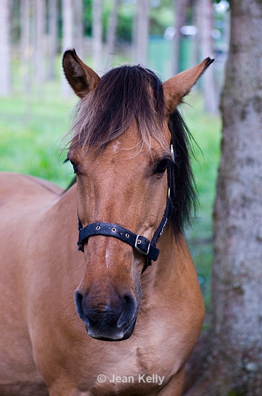 Horse - 0471 - Equine