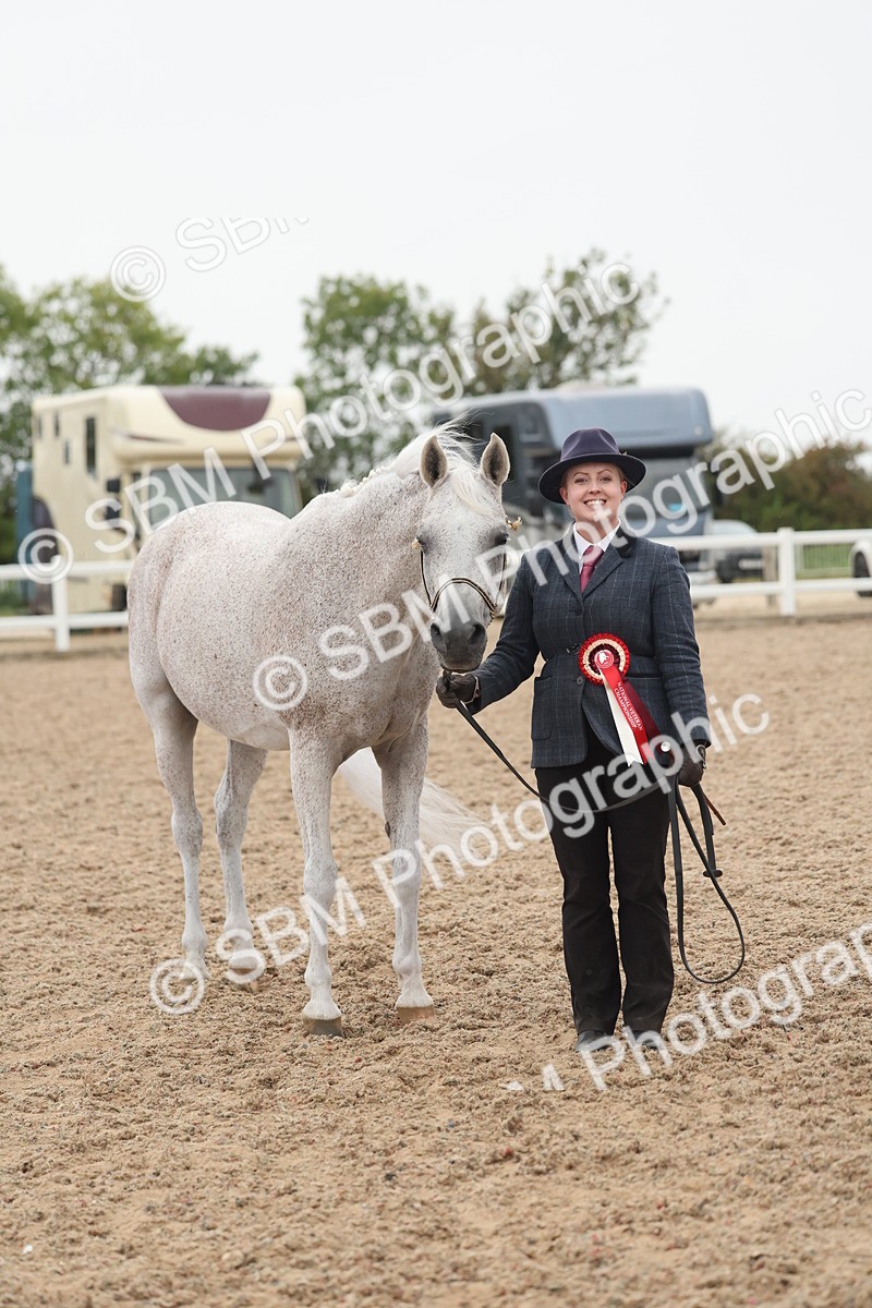 SBM_19436 - Class 317 - IH Pure Bred Horse-Pony