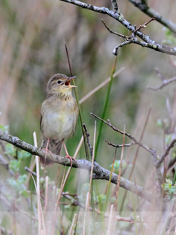 Grasshopper Warbler singing on Islay - Grasshopper Warbler