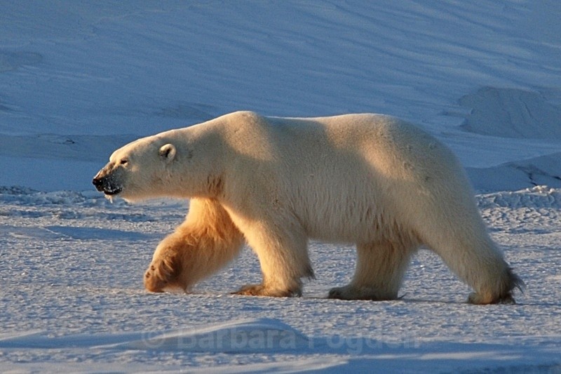 Polarbear 0073 - Wildlife
