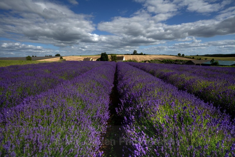 Lavender Fields - Worcestershire