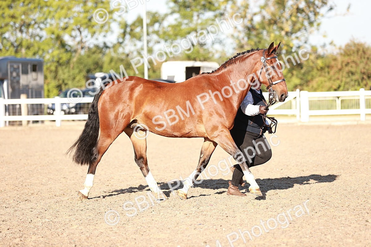 SBM_11181 - Class 401 - IH  Veteran horse