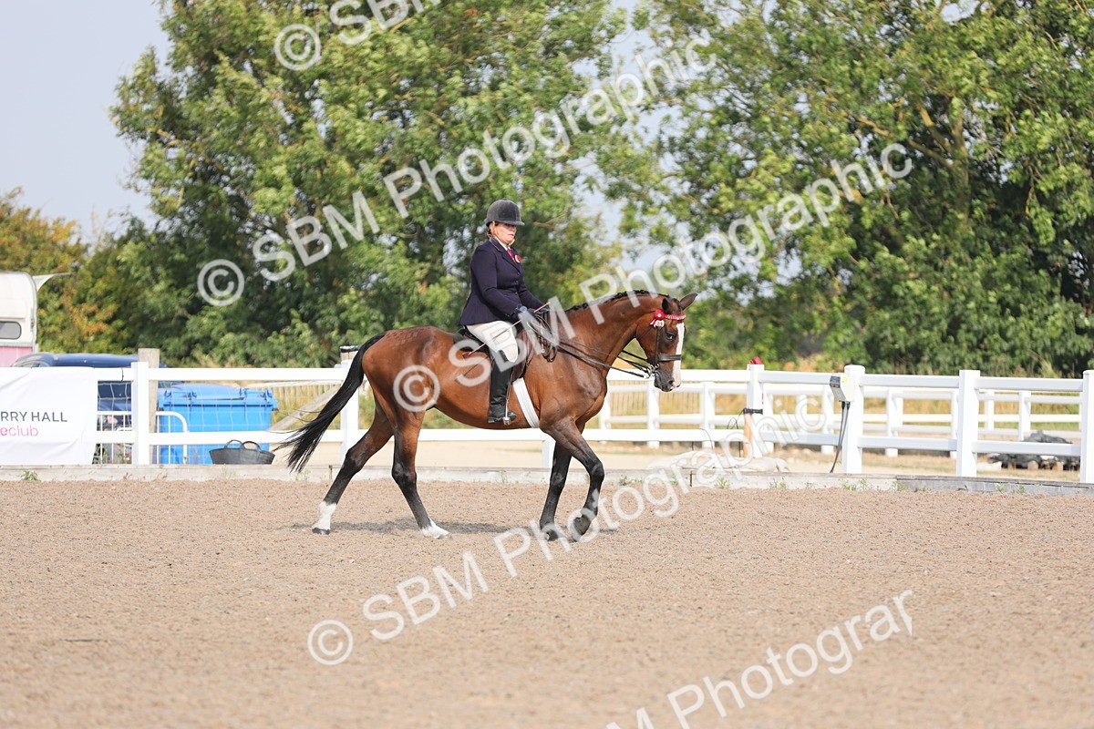 SBM_11324 - Class 305 Ridden Foreign Breeds- Pure Bred