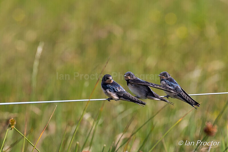 Juvenile Swallows taking a break! - Nature