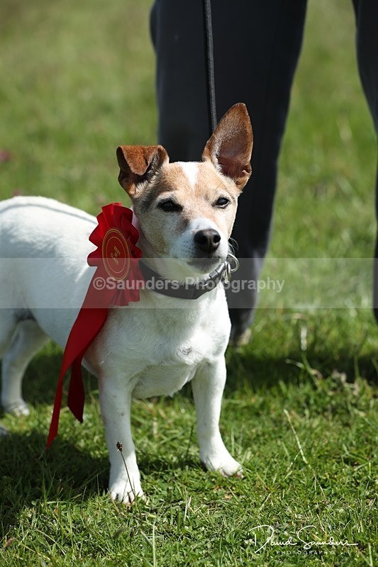 SPXX0595 - Dog show