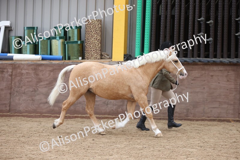 20251109-0833 - Class 25 - Yearling, Colt, Filly or Gelding